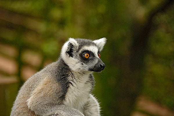 Ring Tailed Lemur